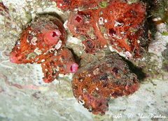 Pyura dura