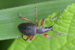 Otiorhynchus coecus