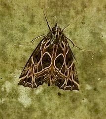 Charca fulminea