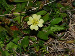 Oenothera triloba