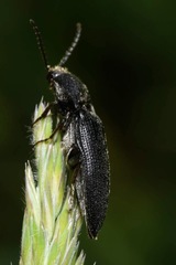 Melanotus punctolineatus