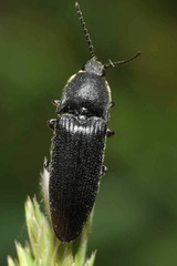 Melanotus punctolineatus