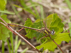 Phanogomphus minutus