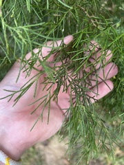 Cupressus × leylandii