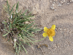 Thelesperma subnudum