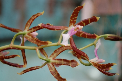 Oncidium laeve, photograph 1