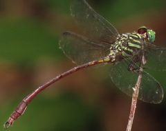 Aphylla dentata