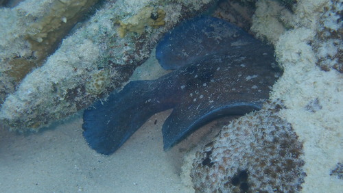Rypticus saponaceus