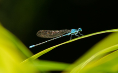 Argia rhoadsi