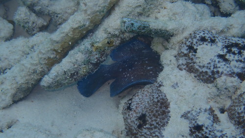 Rypticus saponaceus