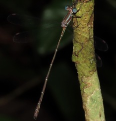 Lestes demarcoi