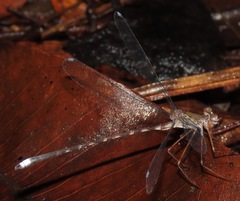Megapodagrion megalopus