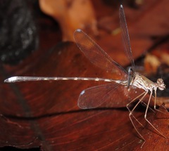 Megapodagrion megalopus