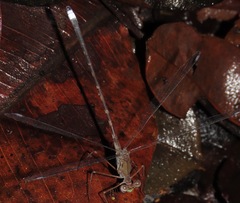 Megapodagrion megalopus