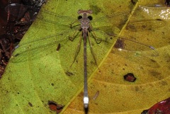 Megapodagrion megalopus