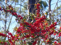 Ilex vomitoria image