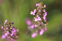 Stylidium elongatum