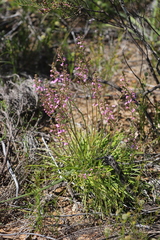Stylidium elongatum
