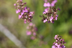 Stylidium elongatum