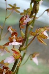 Rhynchostele bictoniensis