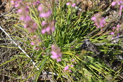 Stylidium elongatum