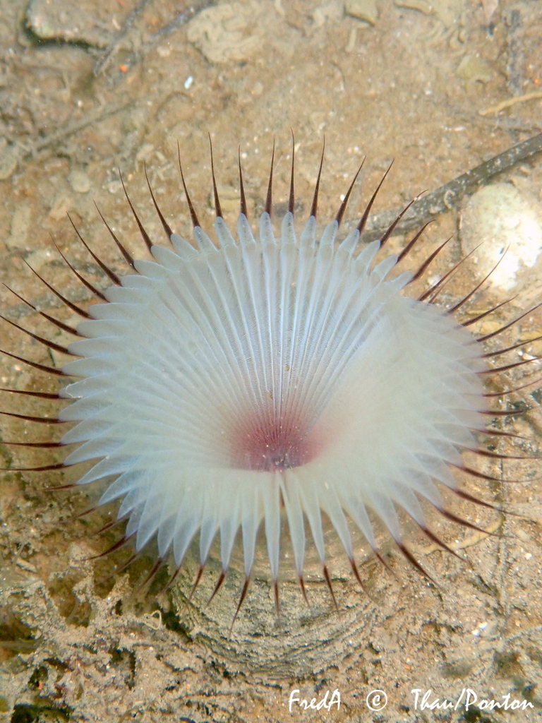 Photo of Slime tube worm (Myxicola infundibulum)