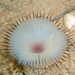 Sand Fan Worm - Photo (c) Frédéric ANDRE, some rights reserved (CC BY-NC), uploaded by Frédéric ANDRE