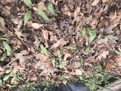 Erythronium americanum