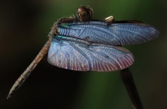 Zenithoptera lanei