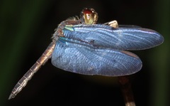 Zenithoptera lanei