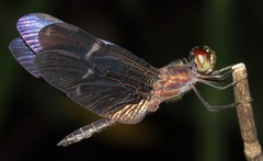 Zenithoptera lanei