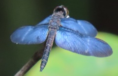 Zenithoptera lanei