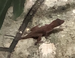 Anolis