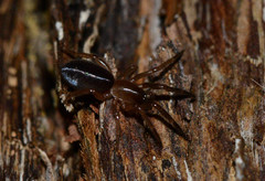 Dysderoidea