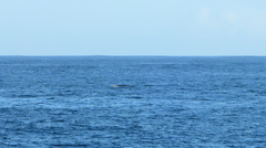 Balaenoptera physalus