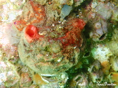 Microcosmus polymorphus