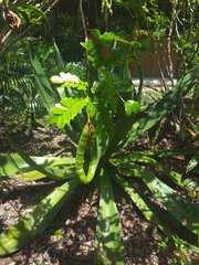 Pithecellobium filipes