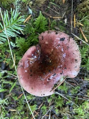 Russula murrillii