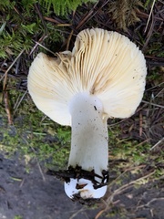 Russula murrillii