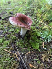 Russula murrillii