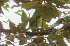 Chlorospingus canigularis