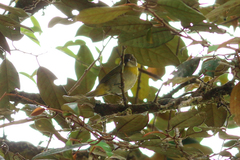 Chlorospingus canigularis
