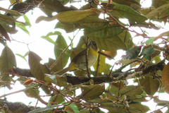 Chlorospingus canigularis