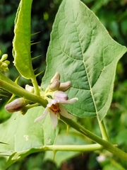 Solanum stramoniifolium