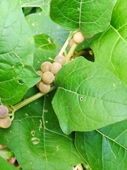 Solanum stramoniifolium