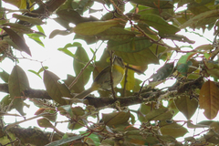 Chlorospingus canigularis