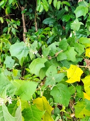 Solanum stramoniifolium