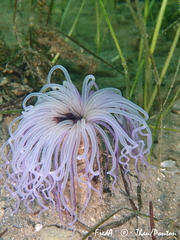 Pachycerianthus solitarius