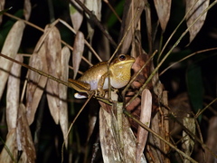 Boana prasina
