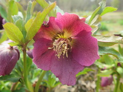 Helleborus thibetanus